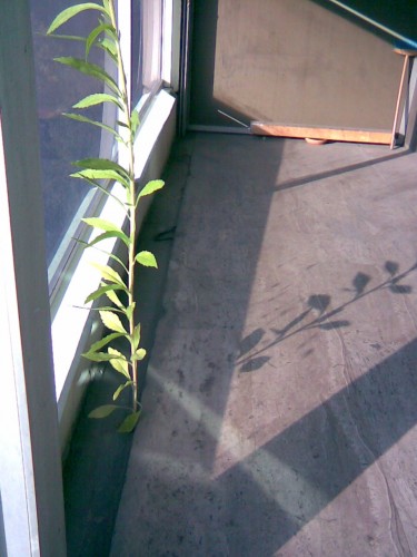 Pied plante balcon XXX.JPG