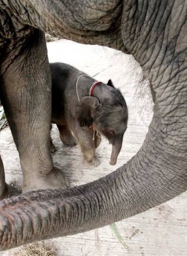 untitled.bmp petit éléphant thaïlabnde.jpg