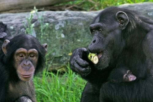 Chimpanzés en famille.jpg