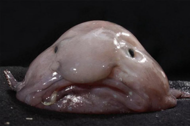sans-titre.png blobfish océanie.png
