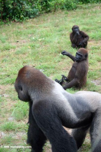 Gorilles.jpg