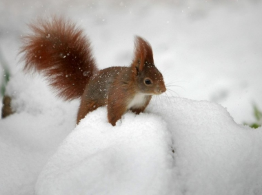 sans-titre.png Petit écureuil dans la neige Alllemagne.png