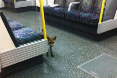 sans-titre.png un renard dans le métro de Londres.png