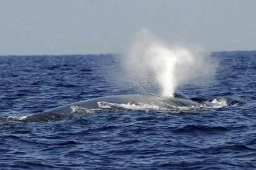 Baleine bleue de retour - Alaska.jpg