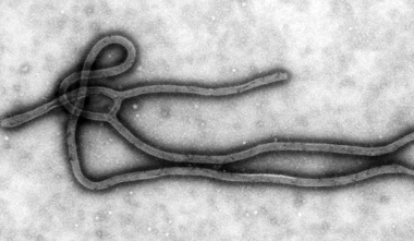 809px-Ebola_Virus_TEM_PHIL_1832_lores.jpg