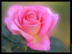 rose-rose-isabelle-autissier-artistique-dscn0804.jpg
