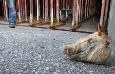 Un-cochon-mort-decouvert-au-centre-culturel-turc_image_article_large.jpg