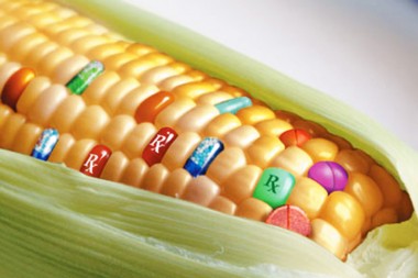 gmo_corn.jpg maïs OGM.jpg