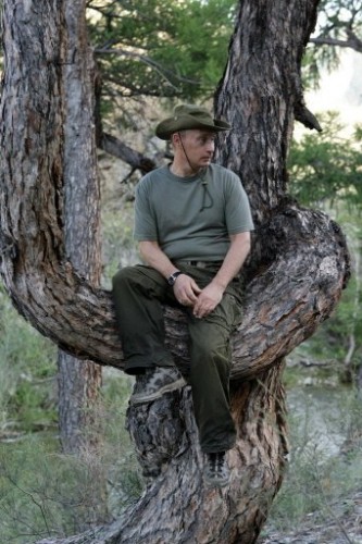 Poutine assis dans un arbre.jpg