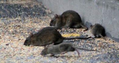 rats-gris-620x330.jpg