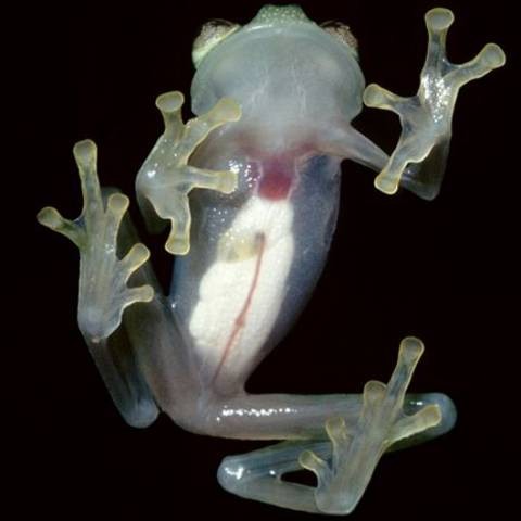 glassfrog.jpg